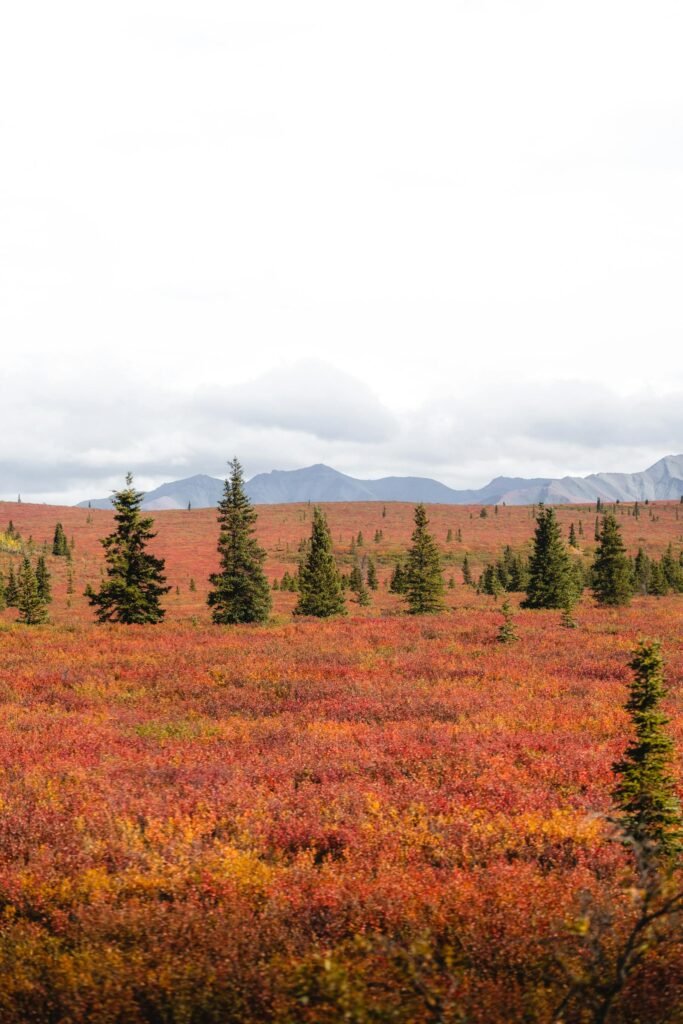 Alaskas Denali National Park