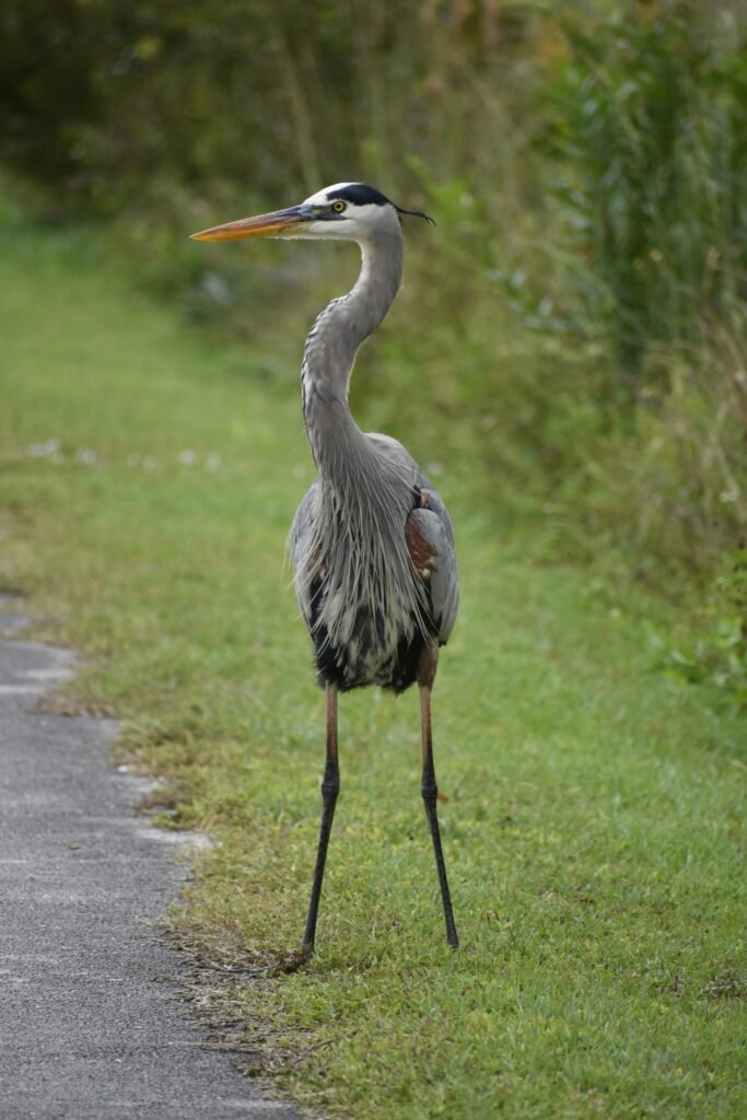 Everglades National Park, Florida