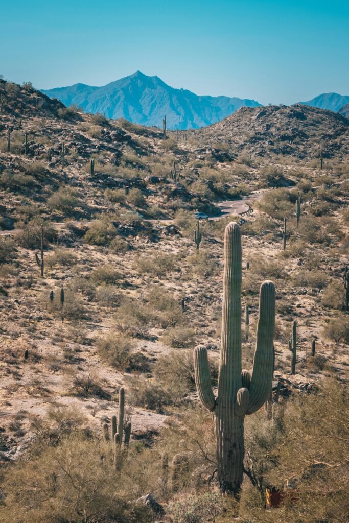 Saguaro National Park, Arizona